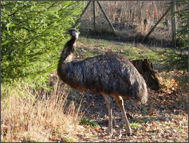 Bad Liebenstein, Tierpark