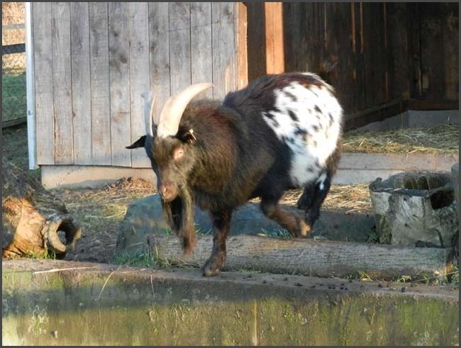 Bad Liebenstein, Tierpark