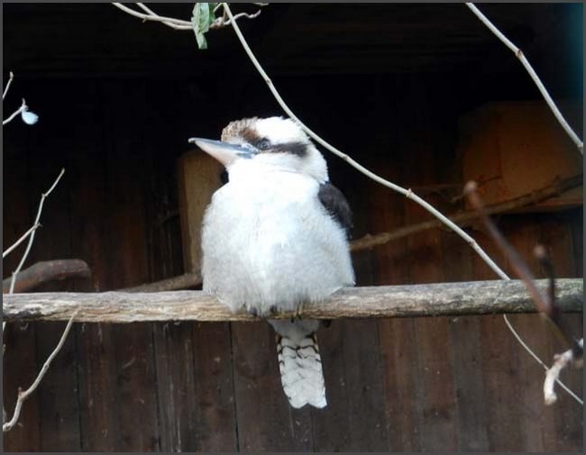 Bad Liebenstein, Tierpark