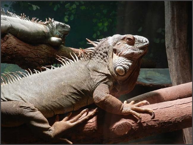 Bad Liebenstein, Tierpark