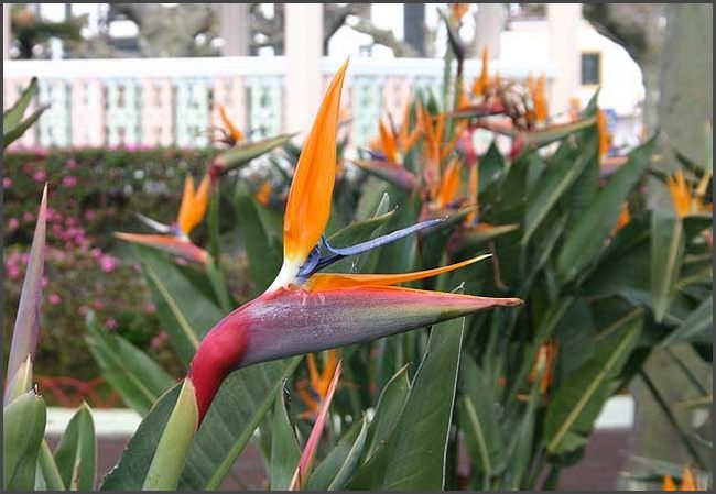 Azoren 2017 - Capelas