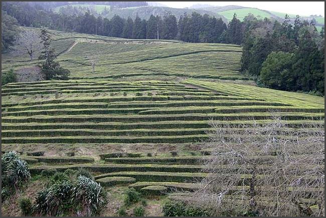 Azoren 2017 - Teeplantagen