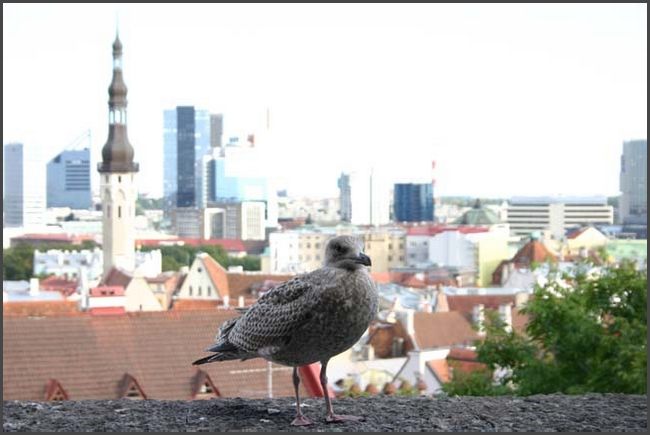 Estland - Tallinn