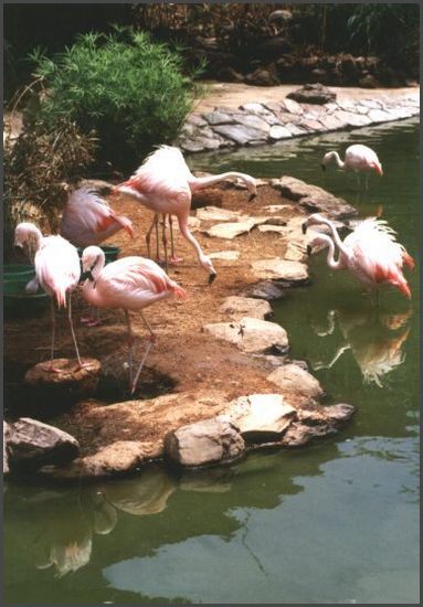 Gran Canaria - im Palmitos Park