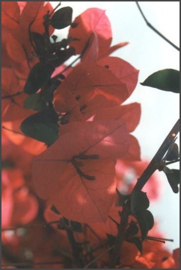 1995 Griechenland - Chalkidiki