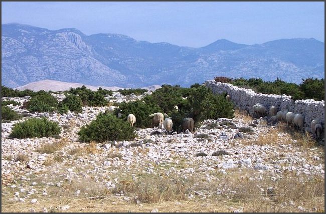 Kroatien 2004 - Pag
