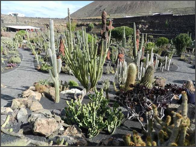 Kaktusgarten in Guatiza