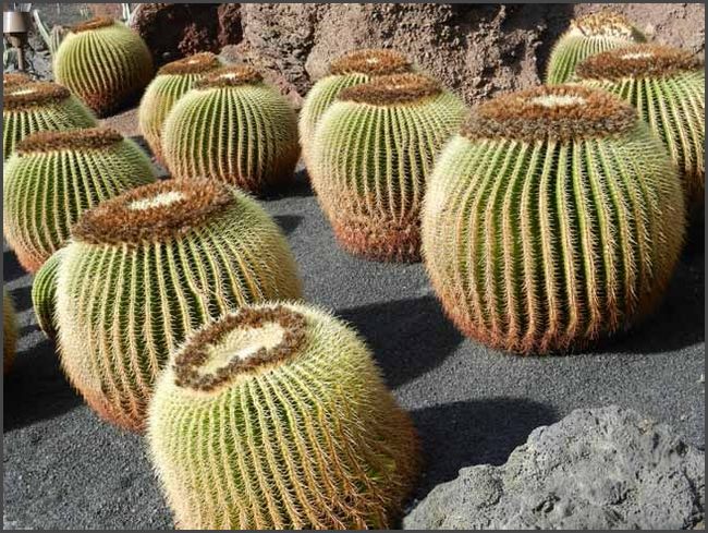 Kaktusgarten in Guatiza