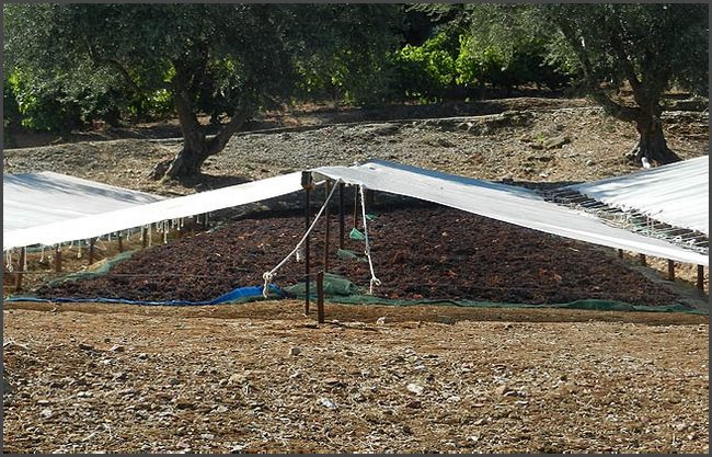 2019 Peloponnes - Rosinentrocknung