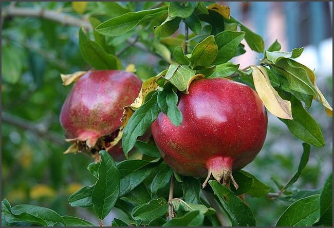 2019 Peloponnes - eigene Ernte Granatäpfel