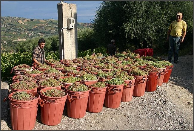 2019 Peloponnes - Weinlese