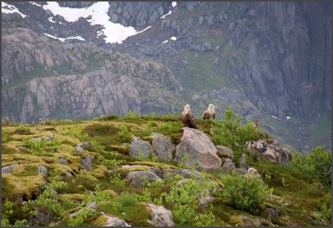2026 Norwegen - Lofoten Adler
