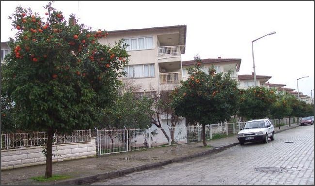 2003 T&uuml;rkei - Orangenallee in Kemer