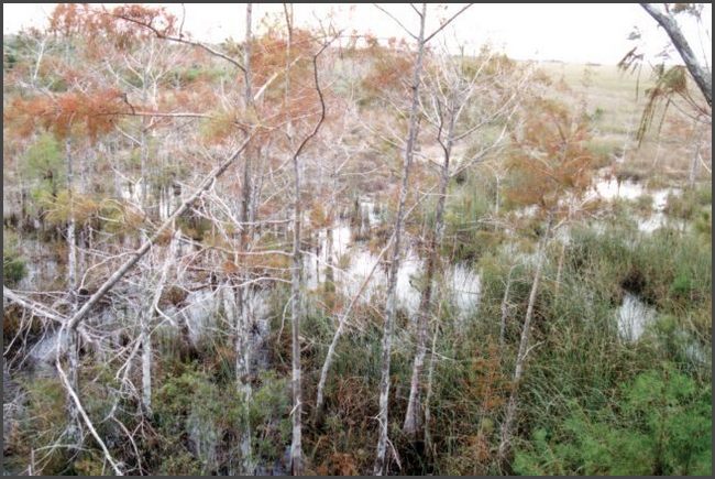 Florida - Everglades