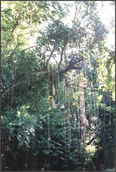 Florida - Sausagetree