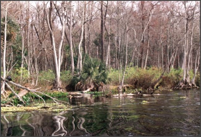 Florida - Silver Springs