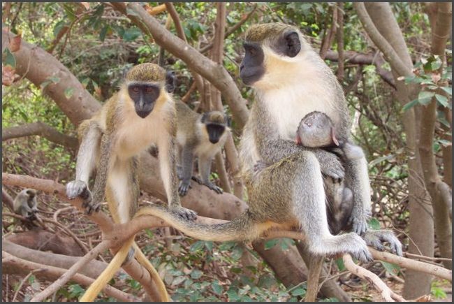 Gambia 2007