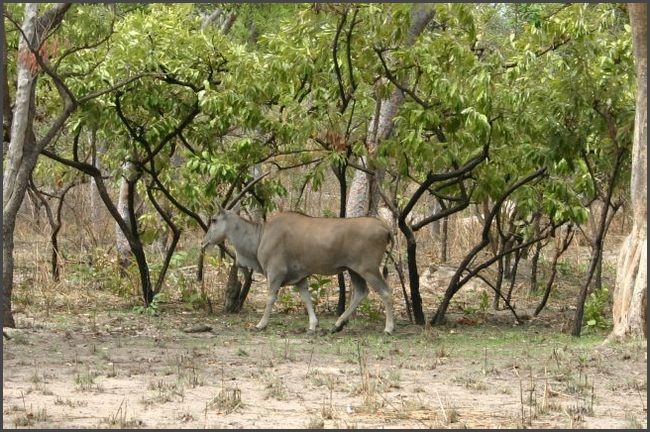 Gambia 2007 - Safaripark im Senegal
