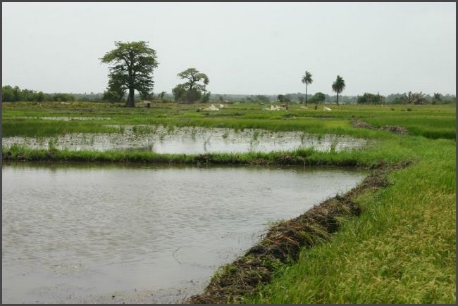 Gambia 2007 - Reisfelder