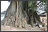 Gambia 2007 - Big Tree