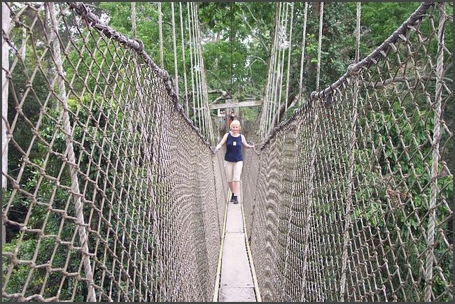 Hängebrücken im Kakum Regenwald