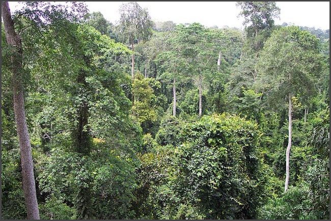 Regenwald im Kakum National Park