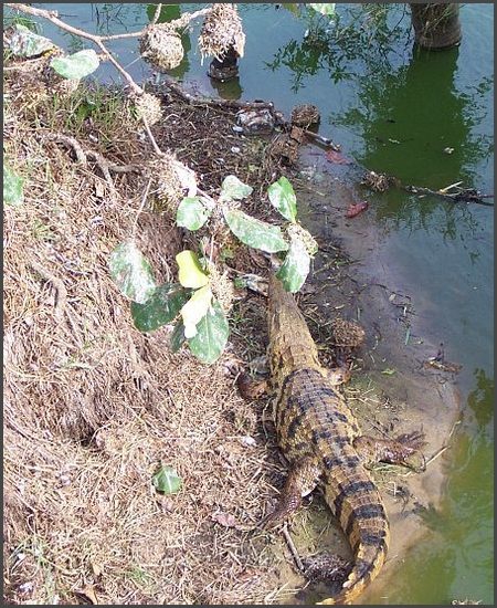 Ghana 2004