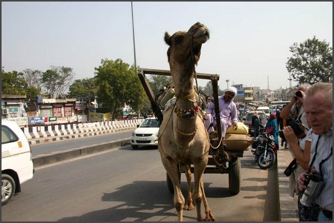 Indien - Rajasthan