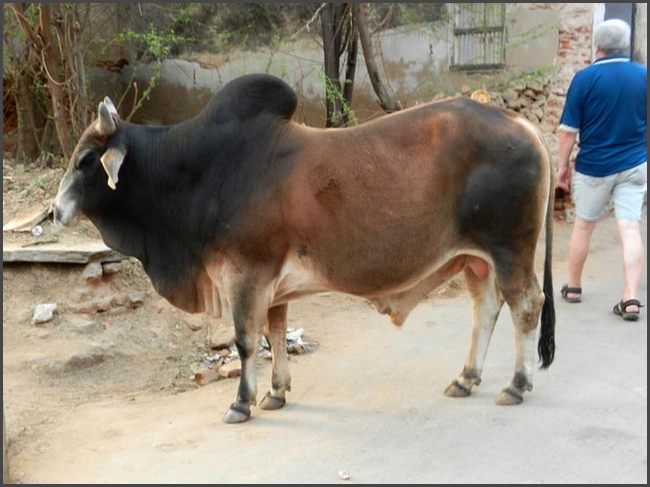 Indien - Rajasthan