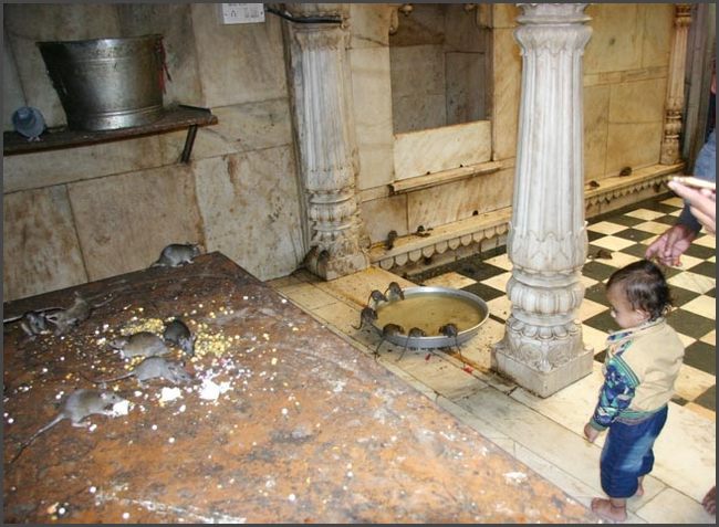 Indien - Rajasthan Rattentempel