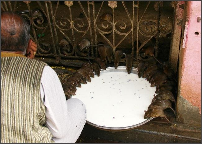 Indien - Rajasthan Rattentempel