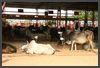 Indien - Rajasthan Tierkrankenhaus