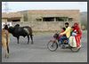Indien - Rajasthan