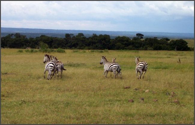 Kenia - Masai Mara