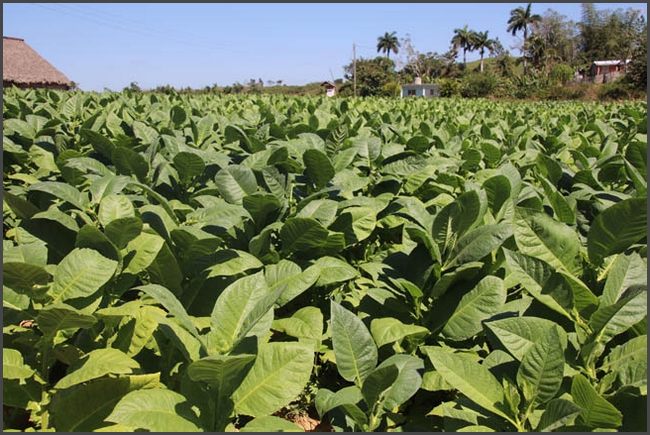 Vinales Tal - Tabakanbau