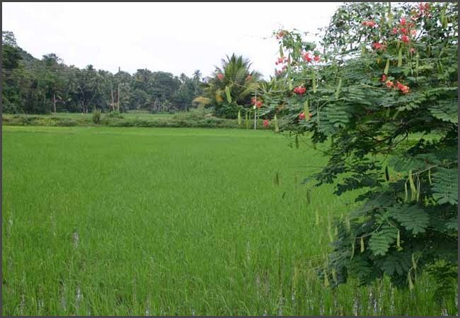 Sri Lanka 2009 - Reisfelder im Innland