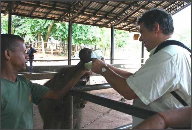 Sri Lanka 2009 - Elefantenweisenhaus F&uuml;tterung