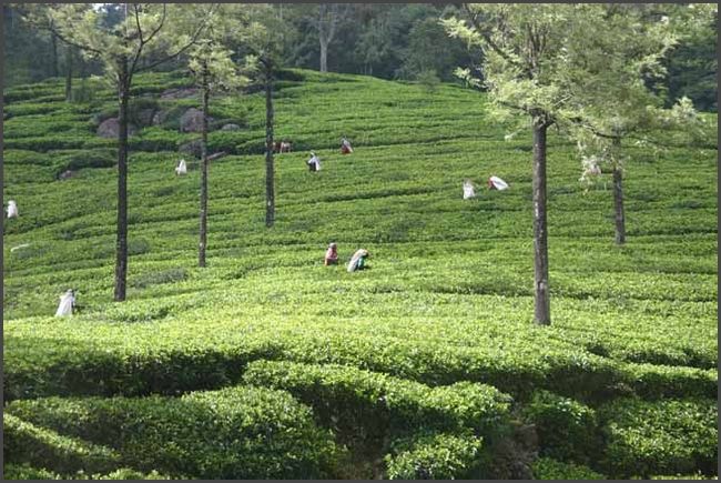 Sri Lanka 2009 - Teepfl&uuml;ckerinnen im Hochland