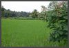 Sri Lanka 2009 - Reisfelder im Innland