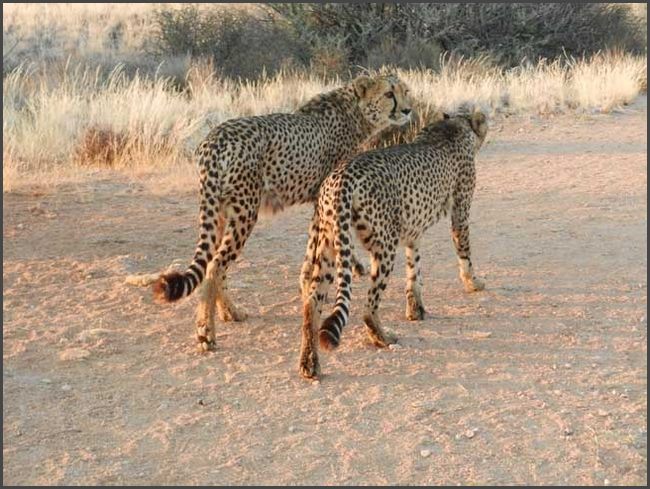 Namibia -  Catwalk