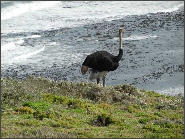 S&uuml;dafrika - Kap der guten Hoffnung