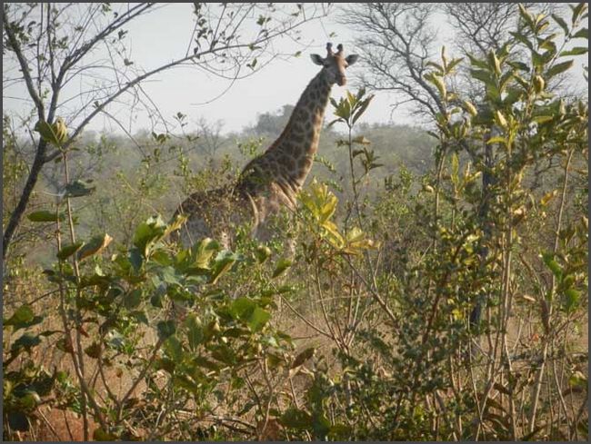 Südafrika - Krüger Nationalpark