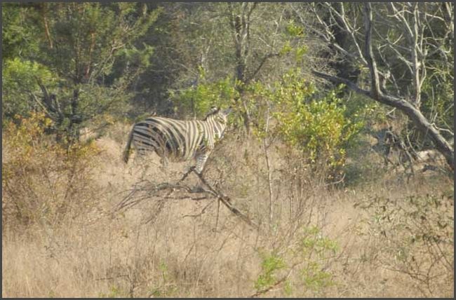 Südafrika - Krüger Nationalpark
