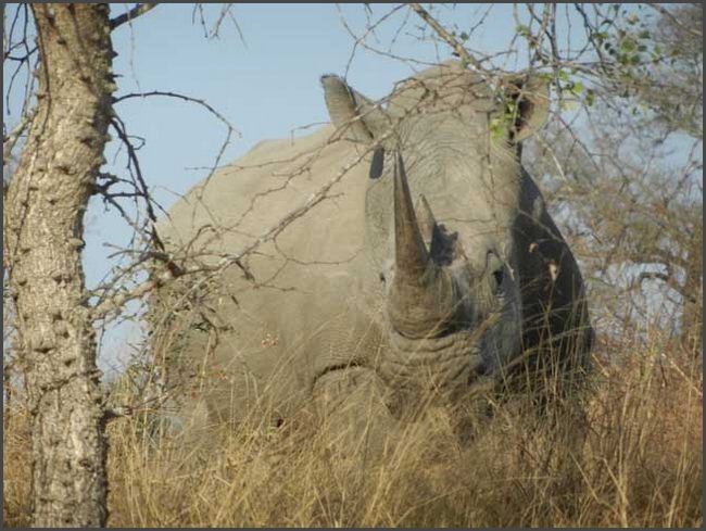 Südafrika - Krüger Nationalpark