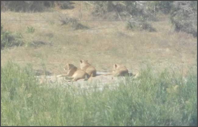 Südafrika - Krüger Nationalpark