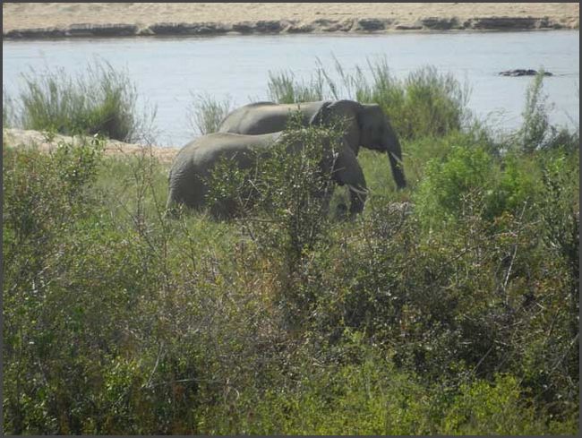 Südafrika - Krüger Nationalpark