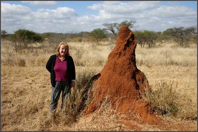 Südafrika - Limpopo Region - Termitenhügel