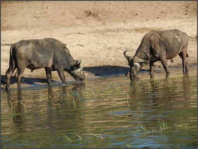 Botswana - Chobe Flußfahrt