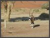 Namibia -  Dünen des Sossusvlei - Namib Wüste
