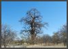 Botswana - Baobab Baum